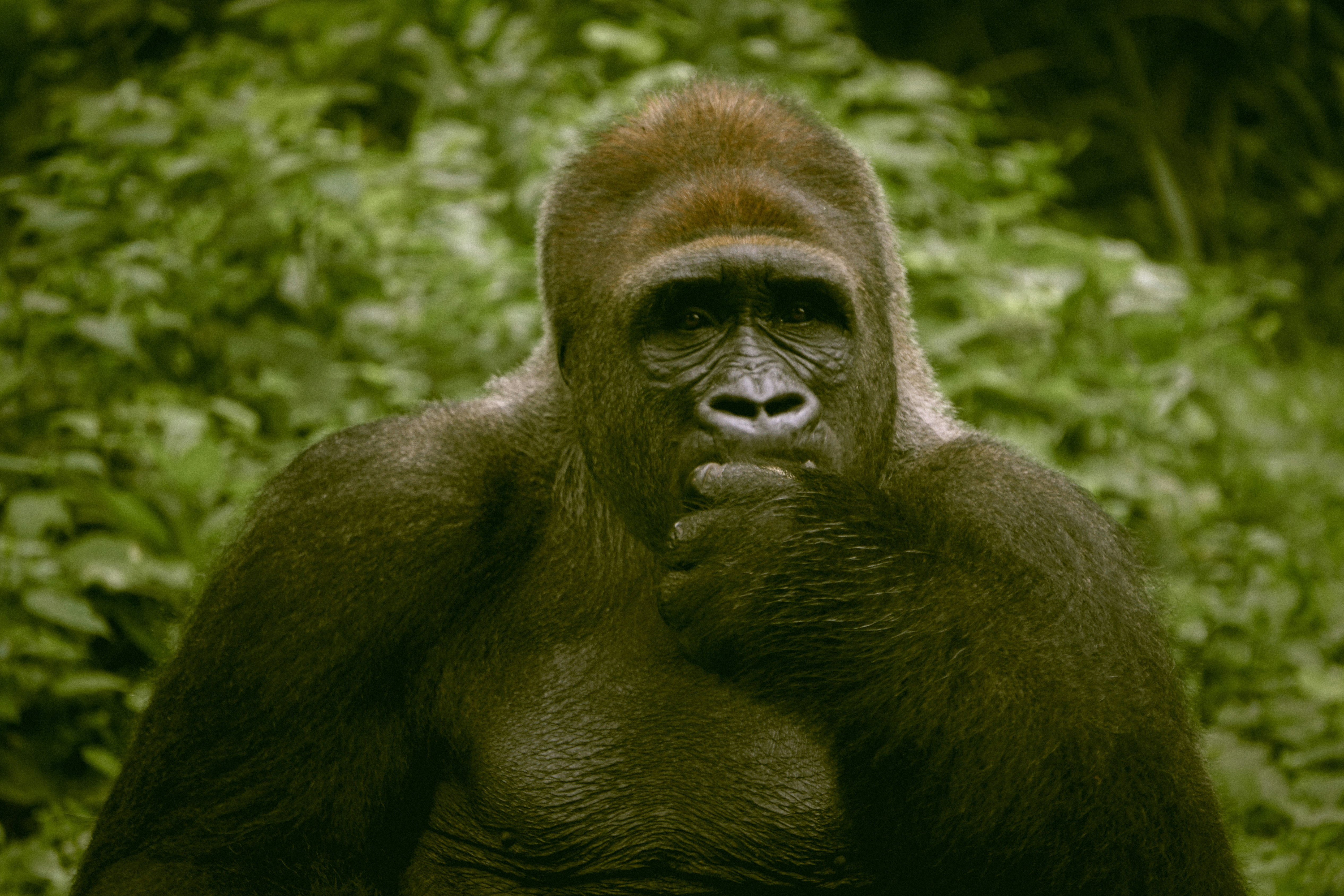 black gorilla on green grass during daytime